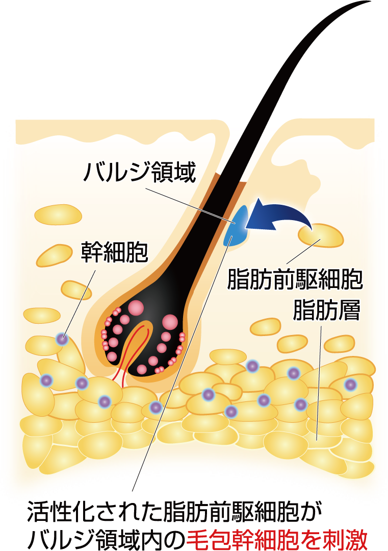 活性化された脂肪前駆細胞がバルジ領域内の毛包幹細胞を刺激