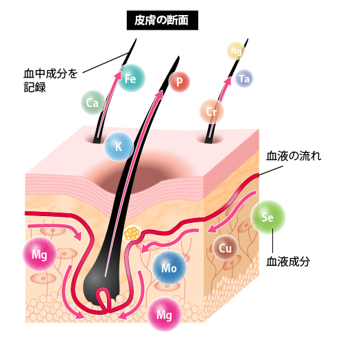 毛髪ミネラル検査 毛髪再生外来 Aga 女性の薄毛治療 美容整形 美容外科 美容皮膚科なら聖心美容クリニック