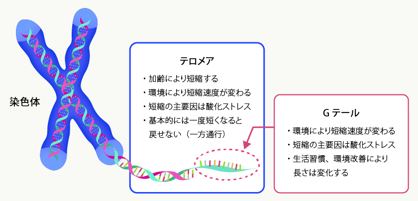 染色体 テロメア ・加齢により短縮する ・環境により短縮速度が変わる ・短縮の主要因は酸化ストレス ・基本的には一度短くなると戻せない （一方通行） Gテール ・環境により短縮速度が変わる ・短縮の主要因は酸化ストレス ・生活習慣、環境改善により長さは変化する