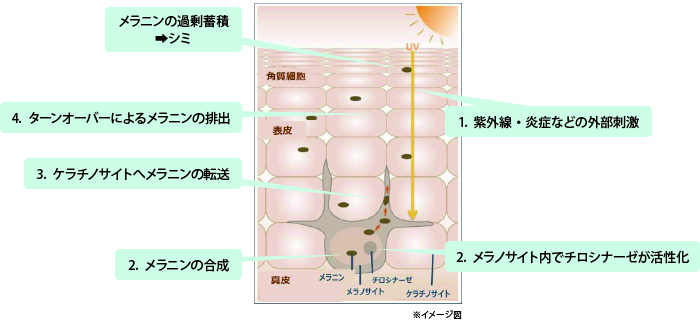 メラニン生成のメカニズム