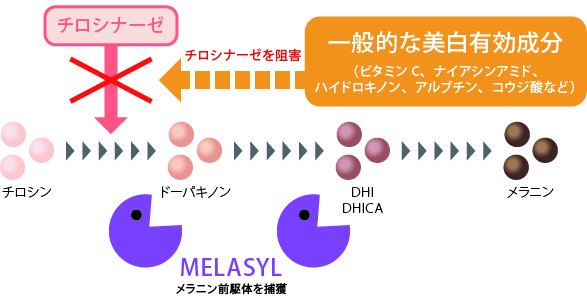 メラノサイトの拡大図