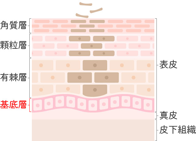 ターンオーバーの仕組み